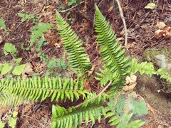 Polystichum californicum × munitum