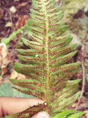 Polystichum californicum × munitum