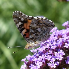 Vanessa cardui