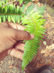 Polystichum californicum × munitum