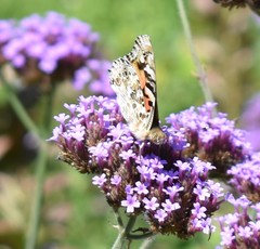 Vanessa cardui