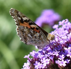 Vanessa cardui