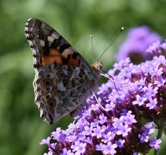 Vanessa cardui