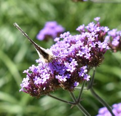 Vanessa cardui