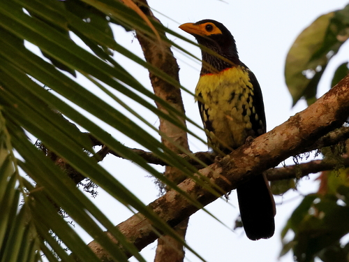 iNaturalist image