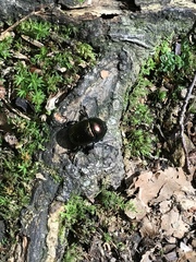 Geotrupes splendidus