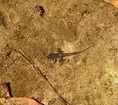 Pseudacris hypochondriaca