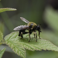 Laphria huron