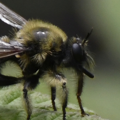Laphria huron