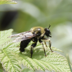 Laphria huron