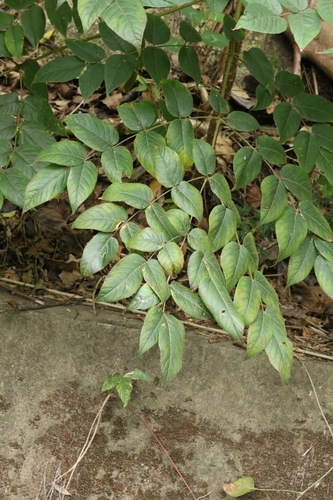 Aralia chinensis, photograph 3