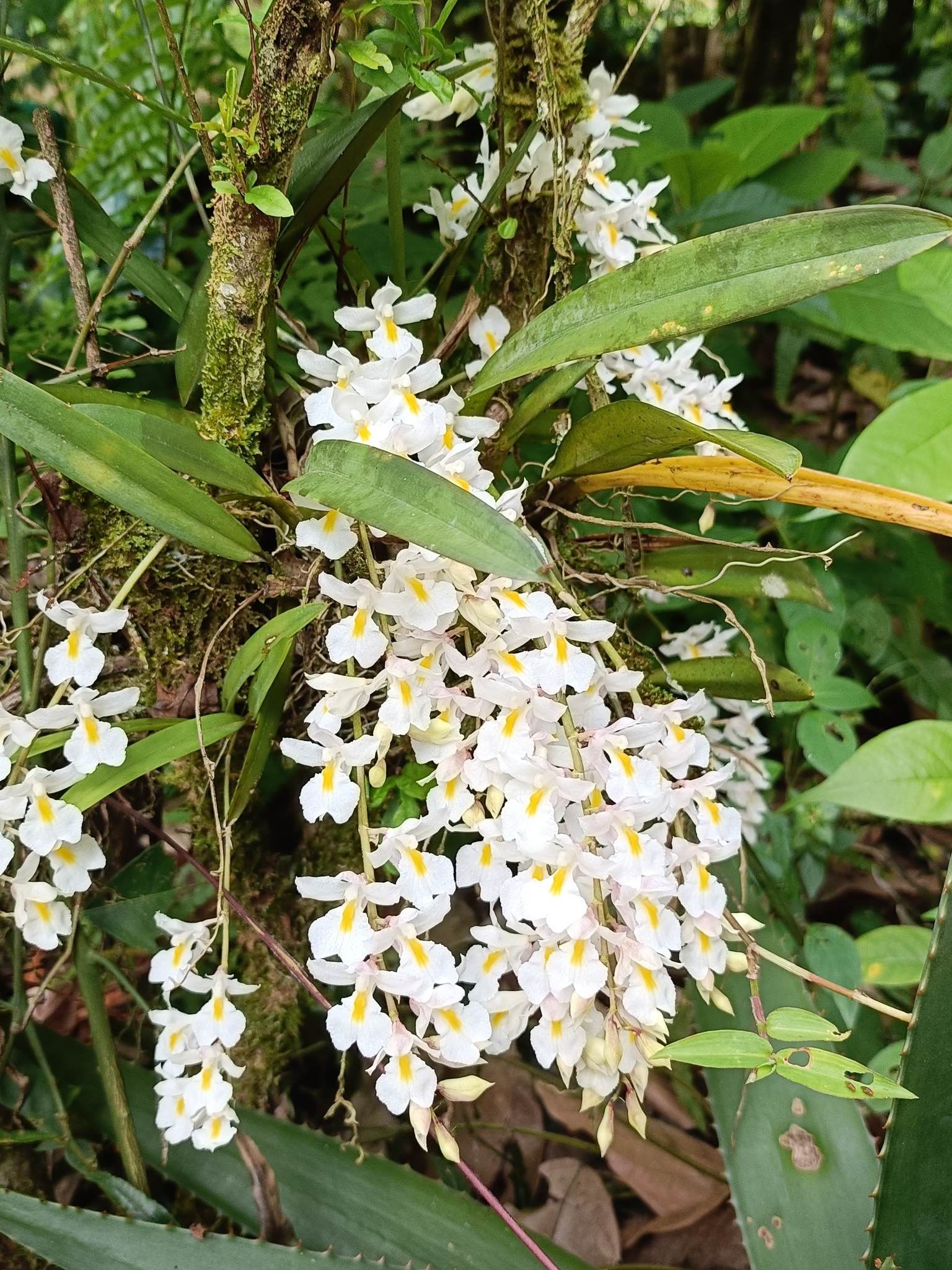 Rodriguezia bracteata
