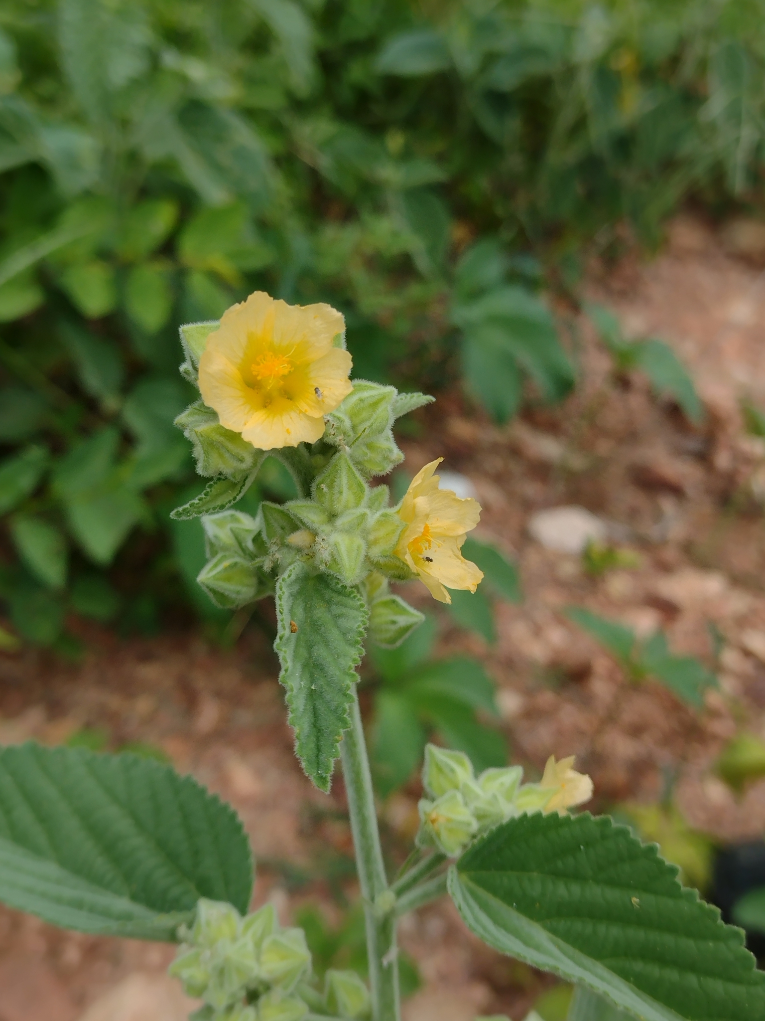 Sida cordifolia