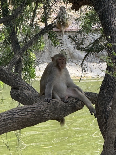Rhesus Macaque
