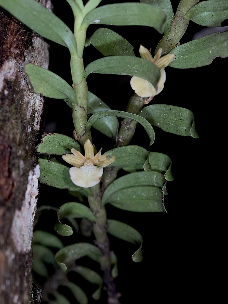 Dendrobium connatum (Blume) Lindl. 2