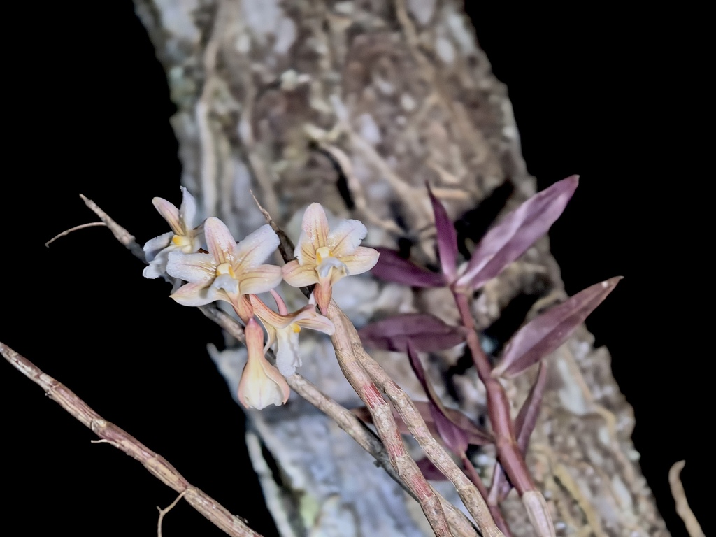 Dendrobium calcariferum Carr