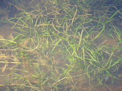 Potamogeton zosteriformis