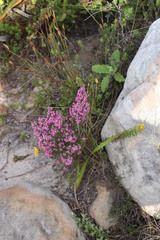 Erica hirtiflora hirtiflora