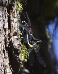 Leucorrhinia glacialis