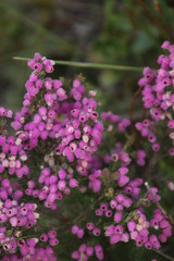 Erica hirtiflora hirtiflora