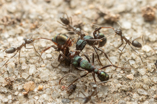 Leptomyrmex aitchisoniLeptomyrmex aitchisoni