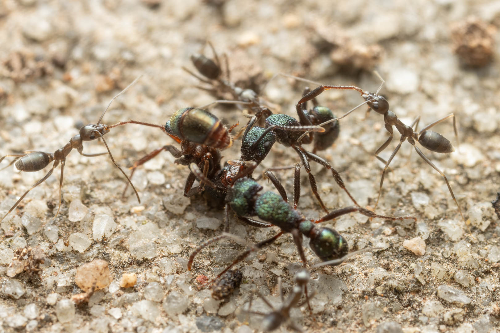 Leptomyrmex aitchisoni