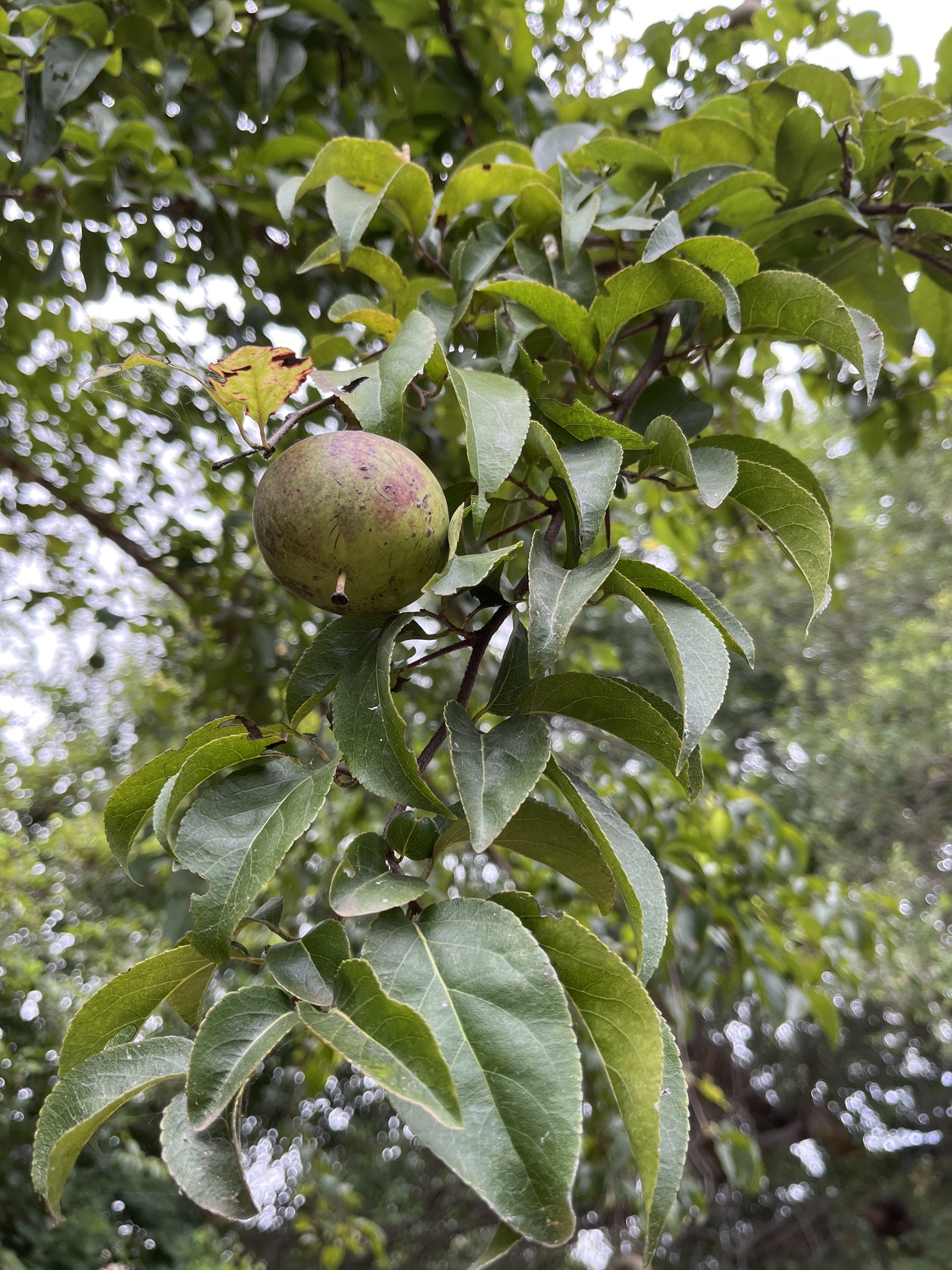 Imagem de Fruta-de-macaco