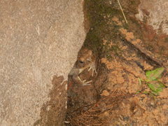 Anaxyrus microscaphus