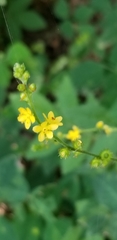 Agrimonia pilosa