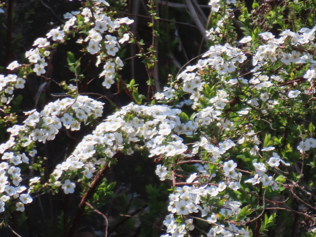 Spiraea thunbergii, 日本、〒206-0011 東京都多摩市関戸