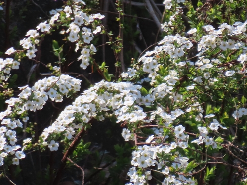 Spiraea thunbergii