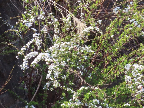Spiraea thunbergii