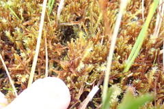 Scorpidium revolvens