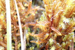 Scorpidium revolvens