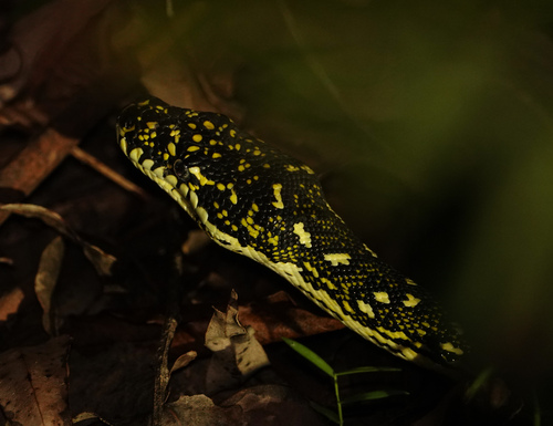 Diamond Python sighting