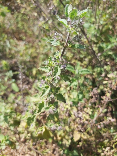 Wide Spikenard