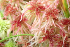 Sphagnum rubellum