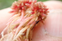 Sphagnum rubellum