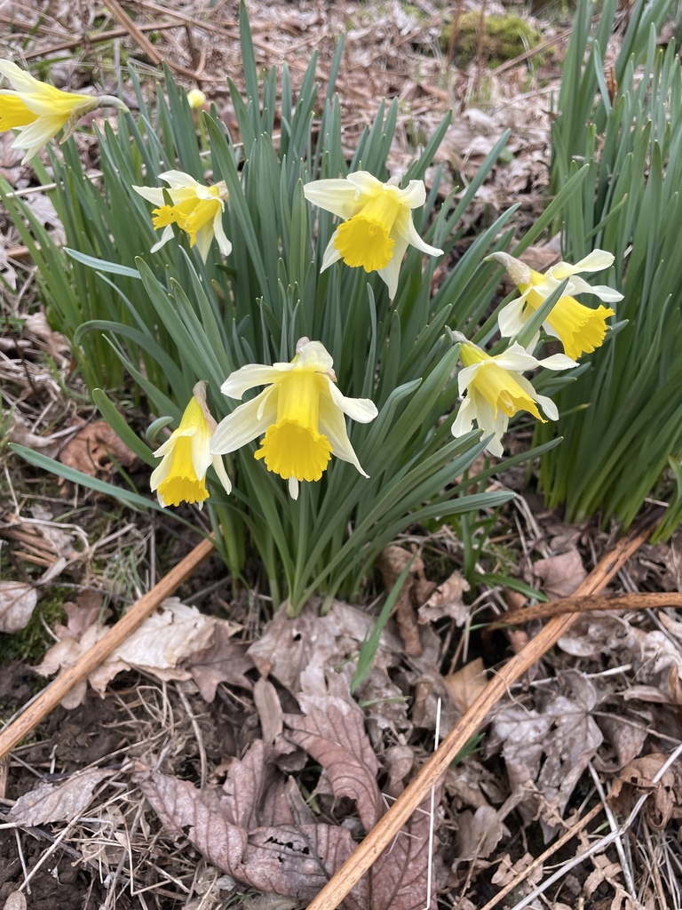 Narcissus flower with trumpet corona