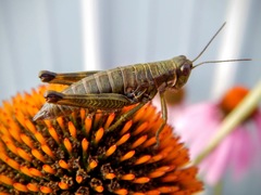 Booneacris glacialis