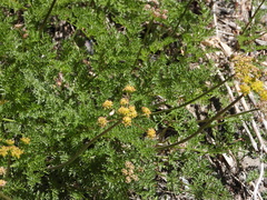 Lomatium dissectum