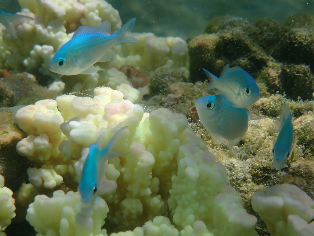 Blue green chromis (Chromis viridis) — Pomacentridae