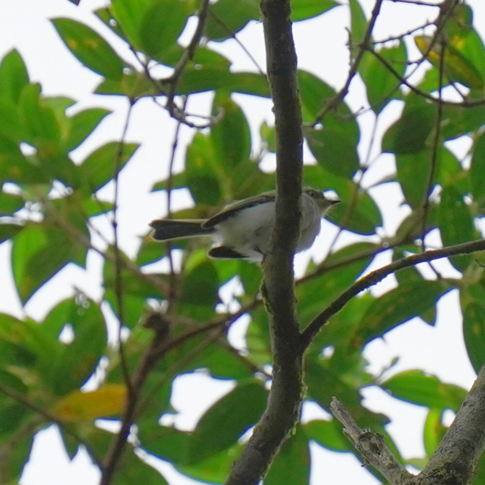 Bay-ringed Tyrannulet (Phylloscartes sylviolus), photo 1