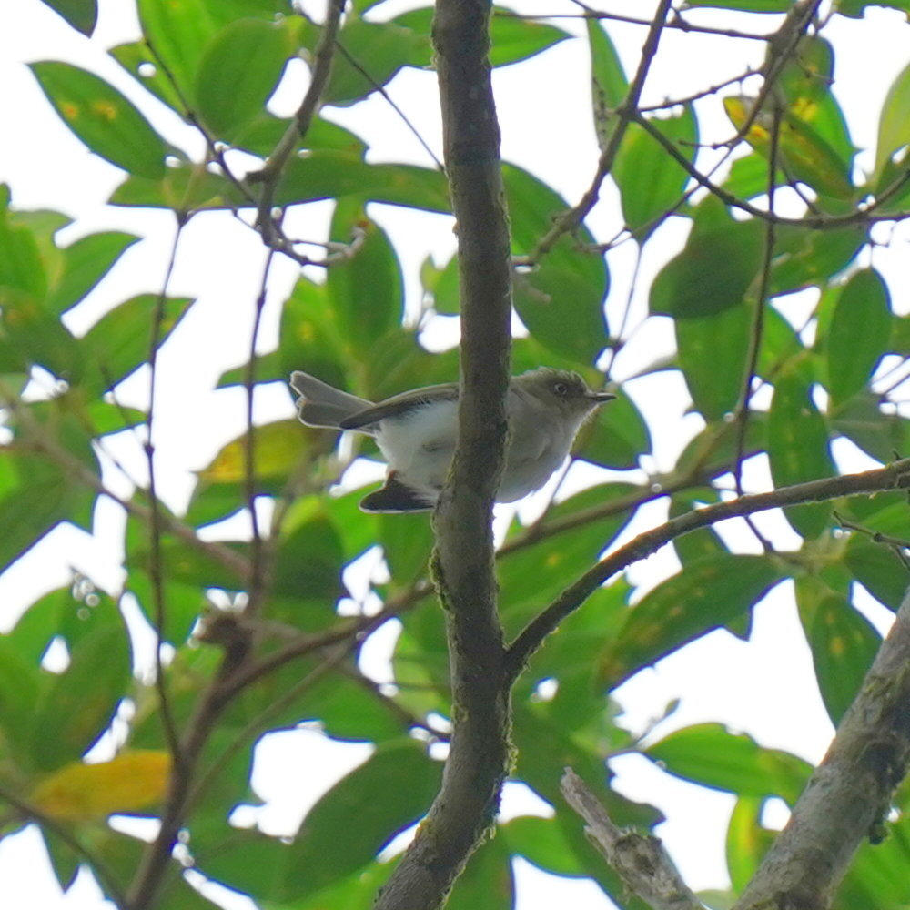 Bay-ringed Tyrannulet (Phylloscartes sylviolus), photo 2