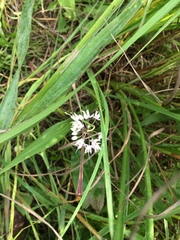 Allium cernuum