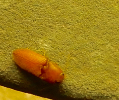 Cardiophorinae