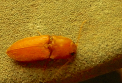 Cardiophorinae