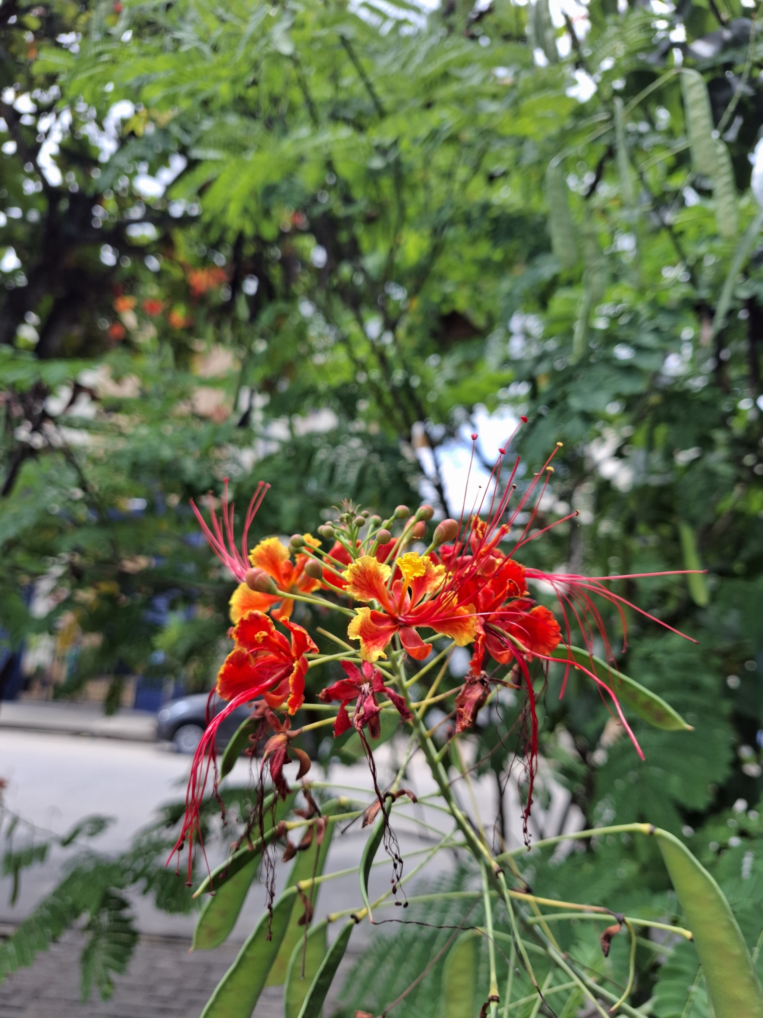 Caesalpinia pulcherrima