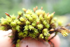 Racomitrium aciculare