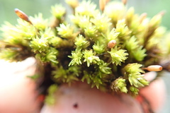 Racomitrium aciculare